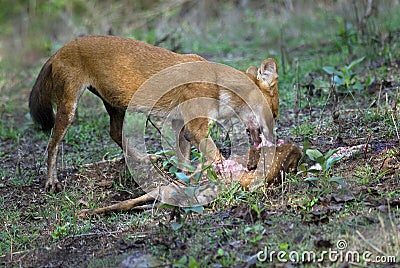 Wild dog feeding on hunted deer Stock Photo