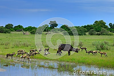 Wild Dog Hunting in Botswana, buffalo cow and calf with predator. Wildlife scene from Africa, Moremi, Okavango delta. Animal behav Stock Photo