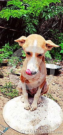 It is a wild dog, its color is orange, there are some straw scattered around it, it is found in India. Stock Photo