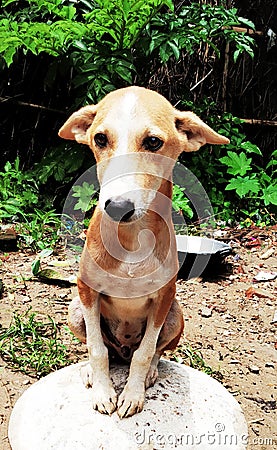 It is a wild dog, its color is orange, there are some straw scattered around it, it is found in India. Stock Photo