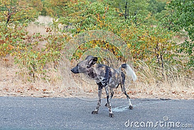 Wild dog, Lycaon Pictus, also called painted dog, peeing Stock Photo