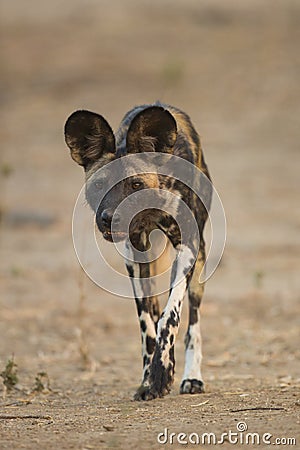 Wild Dog (Lycaon pictus) looking at camera Stock Photo