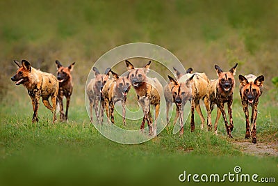 Wild dog, pack walking in the forest, Okavango detla, Botseana in Africa. Dangerous spotted animal with big ears. Hunting painted Stock Photo