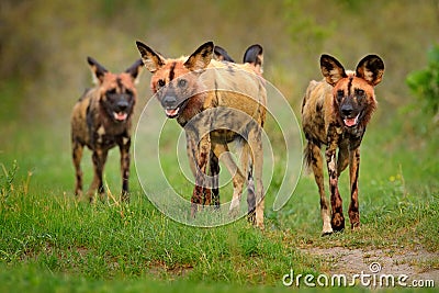 Wild dog, pack walking in the forest, Okavango detla, Botswana in Africa. Dangerous spotted animal with big ears. Hunting painted Stock Photo