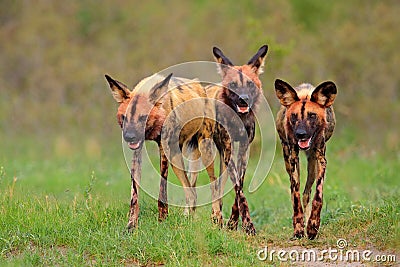 Wild dog, pack walking in the forest, Okavango detla, Botswana in Africa. Dangerous spotted animal with big ears. Hunting painted Stock Photo