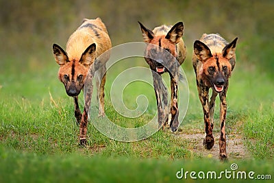 Wild dog, pack walking in the forest, Okavango detla, Botswana in Africa. Dangerous spotted animal with big ears. Hunting painted Stock Photo