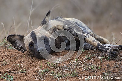 Wild dog resting after hunt Stock Photo