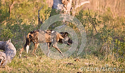 Wild Dog stalking Stock Photo