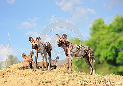 Wild dogs standing with a natural blue cloudy sky and bush in south Luangwa National Park. Stock Photo