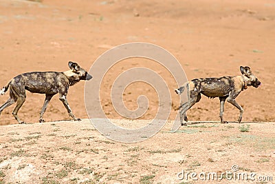 2 Wild dogs walking on a dusty mound in Namibia Stock Photo