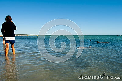 Wild Dolphins Editorial Stock Photo