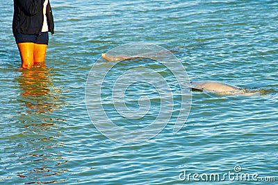 Wild Dolphins Stock Photo