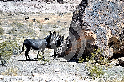 Wild donkey Stock Photo