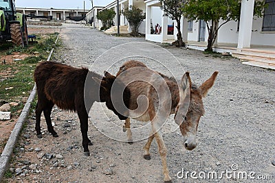 Wild donkeys on Karpasia peninsula, North Cyprus Stock Photo