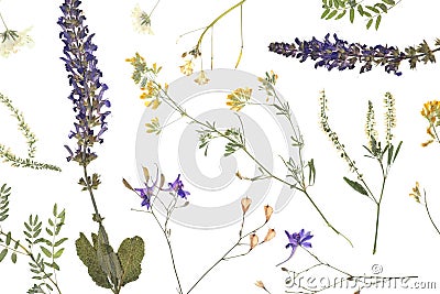 Wild dried meadow flowers on white background Stock Photo