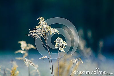 Wild dry weed Stock Photo