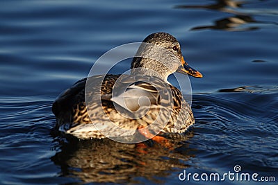 Wild duck Stock Photo