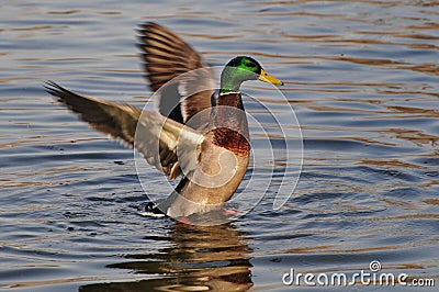 wild duck Stock Photo