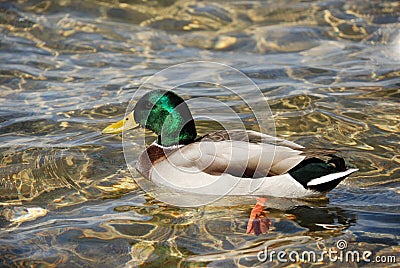 Wild duck Stock Photo