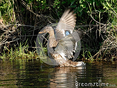 Wild duck (Anas platyrhynchos) Stock Photo