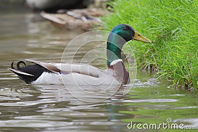 Wild duck (Anas platyrhynchos). Stock Photo