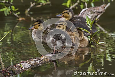 Wild duck (Anas platyrhynchos) Stock Photo