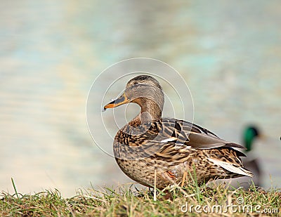 Wild duck on the bank of the lake Stock Photo