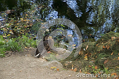 Wild duck on the bank of a pond Stock Photo