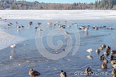 Wild duck and Bird in Deer Lake during winter, Canada Jan 2017 Stock Photo