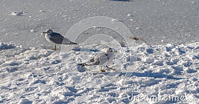 Wild duck and Bird in Deer Lake during winter, Canada Jan 2017 Stock Photo