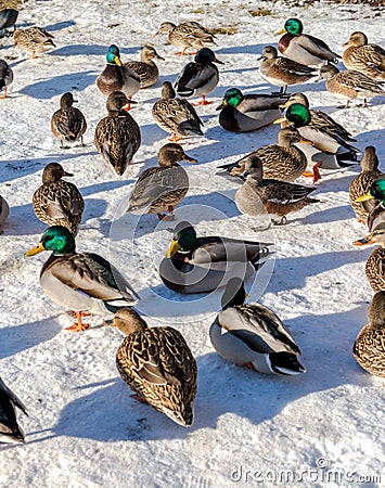 Wild duck and Bird in Deer Lake during winter, Canada Jan 2017 Stock Photo