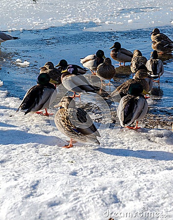 Wild duck and Bird in Deer Lake during winter, Canada Jan 2017 Stock Photo