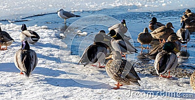 Wild duck and Bird in Deer Lake during winter, Canada Jan 2017 Stock Photo