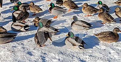 Wild duck and Bird in Deer Lake during winter, Canada Jan 2017 Stock Photo