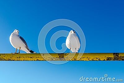 Wild duck and Bird in Deer Lake during winter, Canada Jan 2017 Stock Photo