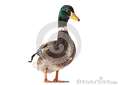 Wild duck bird Stock Photo