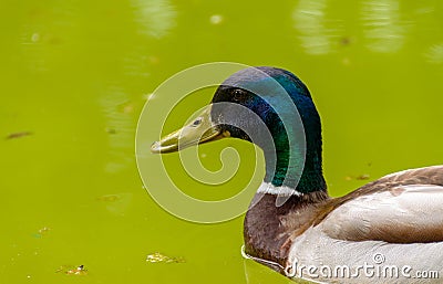 Wild duck Stock Photo