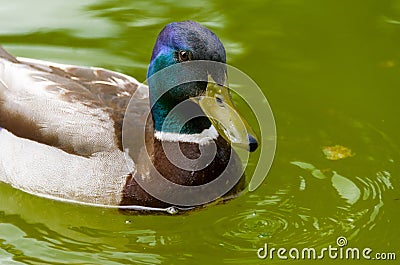Wild duck Stock Photo