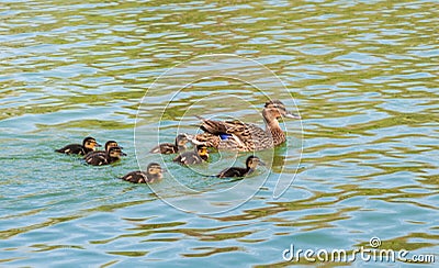 Wild duck with duckling Stock Photo