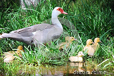 Wild Duck with Ducklings Stock Photo