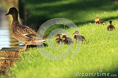 Wild duck family Stock Photo