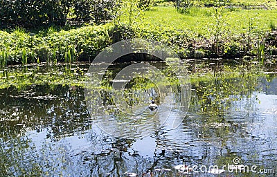 The wild duck floats to the coast of the pond Stock Photo