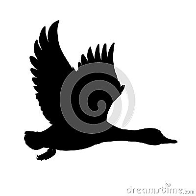 Wild Duck flying. Drake. Vector illustration of black silhouette of bird Mallard isolated on a white background for your Vector Illustration