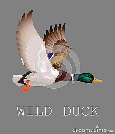 Wild Duck flying. Drake. Vector illustration of realistic bird Mallard isolated on a grey background for your design Vector Illustration