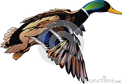 Wild duck Vector Illustration