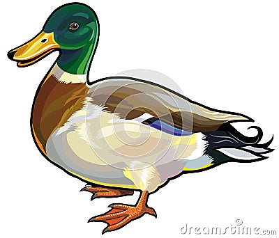 Wild duck Vector Illustration