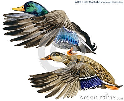 Wild duck mallard watercolor illustration. Cartoon Illustration