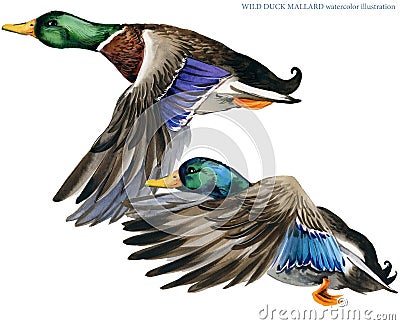 Wild duck mallard watercolor illustration. Cartoon Illustration