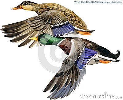 Wild duck mallard watercolor illustration. Cartoon Illustration