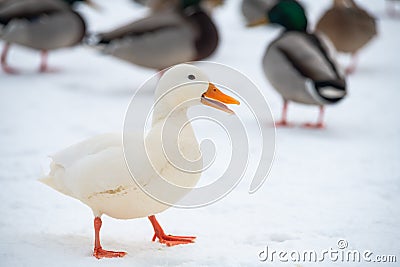 Wild duck mallard white rare mutant winter Stock Photo